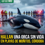 Hallan una orca sin vida en playas de Moñitos, Córdoba